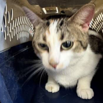 Marbles -  Domestic Short Hair Cat for Adoption in Hays, Kansas - Marbles | PetCurious