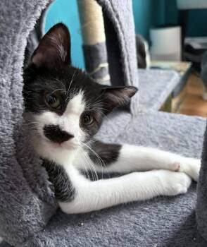 Domestic Short Hair Cats Available for Adoption in Homer Glen, Illinois - Hamish | PetCurious