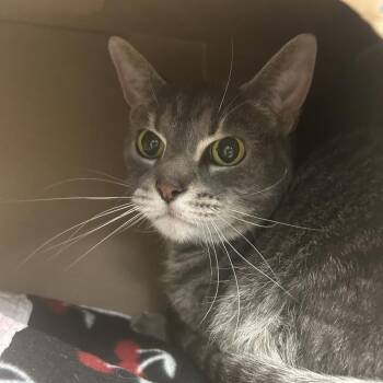 Milo -  Domestic Short Hair Cat for Adoption in West Olive, Michigan - Milo | PetCurious