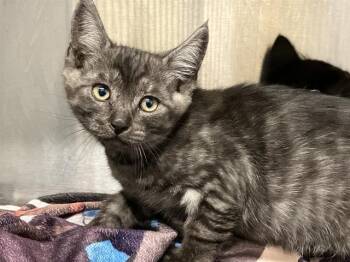 Domestic Short Hair Cats Available for Adoption in Tustin, California - FRIAR TUCK | PetCurious