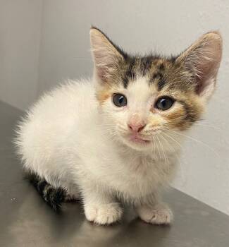 Rescue Calico Cats for Adoption in Lockhart, Texas - Sunday | PetCurious