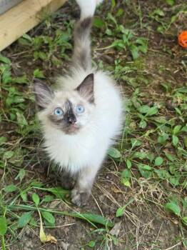 ARIAH -  Domestic Long Hair and Domestic Short Hair Cat for Adoption in St. Peters, Missouri - ARIAH | PetCurious