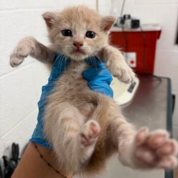 Yucca -  Domestic Short Hair Cat for Adoption in Edinburg, Texas - Yucca | PetCurious