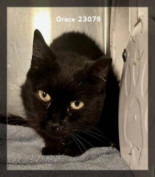 GRACE (see also LACY) -  Domestic Short Hair Cat for Adoption in Marietta, Georgia - GRACE (see Also LACY) | PetCurious