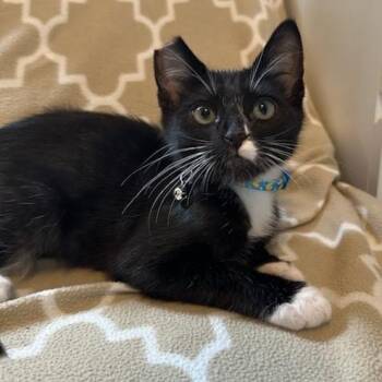 Sammy -  Domestic Short Hair Cat for Adoption in Yucca Valley, California - Sammy | PetCurious