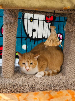 Rescue Domestic Short Hair Cats for Adoption in St. Cloud, Minnesota - Maggie | PetCurious