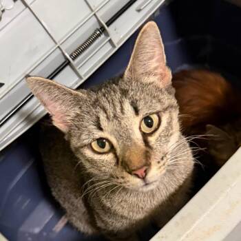 Momma Mia -  Domestic Short Hair Cat for Adoption in Sequatchie, Tennessee - Momma Mia | PetCurious