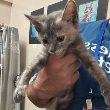 Domestic Short Hair Cats Available for Adoption in Chino Hills, California - Tammy - Chino Hills Location | PetCurious