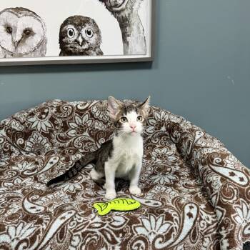 Raven - 723 -  Domestic Short Hair Cat for Adoption in St. Louis, Missouri - Raven - 723 | PetCurious