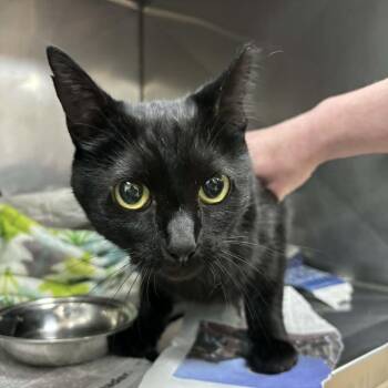 SVAS-Stray-38879 -  Domestic Short Hair Cat for Adoption in Lyndhurst, Virginia - SVAS-Stray-38879 | PetCurious