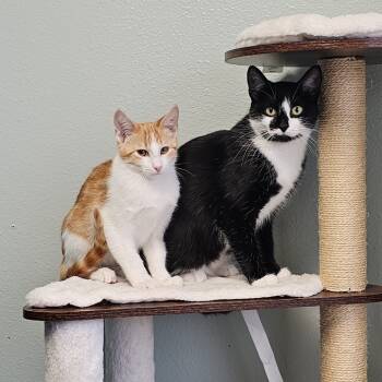 Rescue Domestic Short Hair Cats for Adoption in Fargo, North Dakota - Corn--In Foster | PetCurious