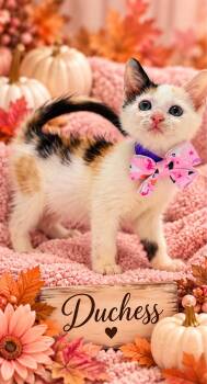 Dutchess -  Turkish Van Cat for Adoption in Tavares, Florida - Dutchess | PetCurious