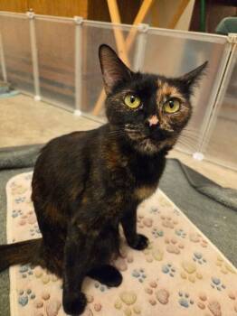 Tortoiseshell Cats Available for Adoption in Anthem, Arizona - Bandit PCACC Tortie Mama | PetCurious