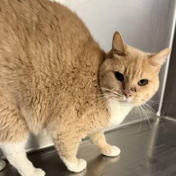 Domestic Short Hair Cats Available for Adoption in Trenton, Missouri - Honey Bunny | PetCurious
