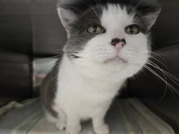MOOCHIE -  Domestic Short Hair Cat for Adoption in Omaha, Nebraska - MOOCHIE | PetCurious