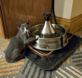 Rescue Domestic Medium Hair and Russian Blue Cats for Adoption in Marion, North Carolina - Purr | PetCurious