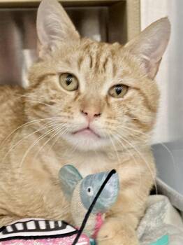 Domestic Short Hair Cats Available for Adoption in San Juan Capistrano, California - Parker | PetCurious