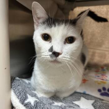 Nigel -  Domestic Short Hair Cat for Adoption in Pasadena, California - Nigel | PetCurious