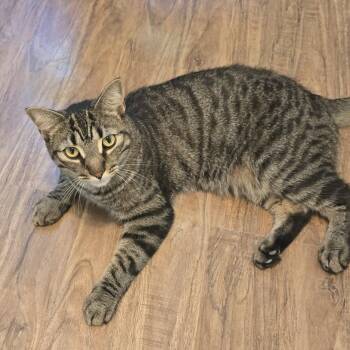 Rescue Domestic Short Hair Cats for Adoption in Guelph, Ontario - Diesel | PetCurious