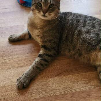 Domestic Short Hair Cats Available for Adoption - Rudy | PetCurious