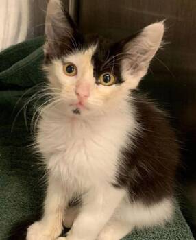 Phantom -  Maine Coon and Domestic Long Hair Cat for Adoption in New Braunfels, Texas - Phantom | PetCurious