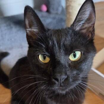 Raven C11647 -  Domestic Short Hair Cat for Adoption - Raven C11647 | PetCurious