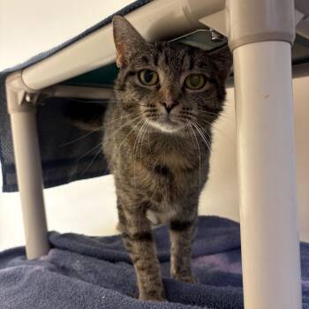 Bubbles -  Domestic Short Hair Cat for Adoption in Harrisonburg, Virginia - Bubbles | PetCurious