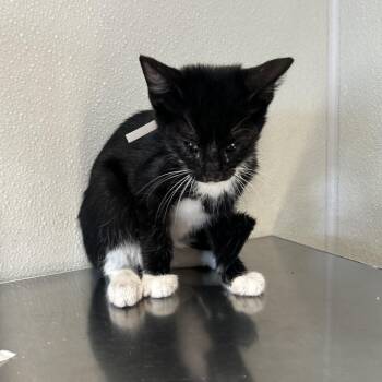 IVHS-Stray-142765 -  Domestic Short Hair Cat for Adoption in San Gabriel, California - IVHS-Stray-142765 | PetCurious