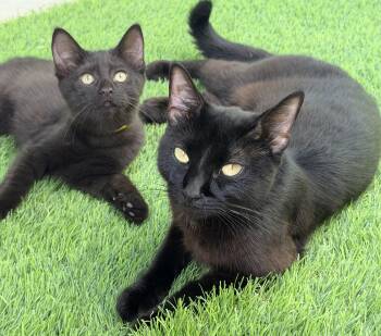 Beltza and Zianna -  Domestic Short Hair Cat for Adoption in Pittsburgh, Pennsylvania - Beltza And Zianna | PetCurious