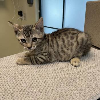 Mac -  Domestic Short Hair Cat for Adoption in Pasadena, California - Mac | PetCurious