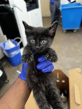 Domestic Medium Hair Cats Available for Adoption in Dallas, Texas - SIMBA | PetCurious