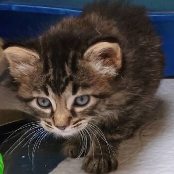 Darjeeling -  Domestic Medium Hair Cat for Adoption in Palestine, Texas - Darjeeling | PetCurious
