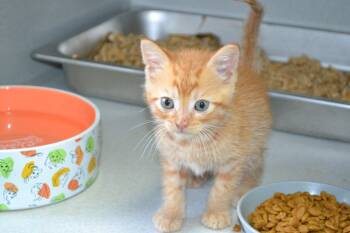 Jam -  Domestic Short Hair Cat for Adoption in Jackson, Louisiana - Jam | PetCurious