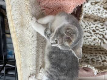 Rescue Domestic Short Hair Cats for Adoption in Lebanon, Kentucky - Mouse | PetCurious