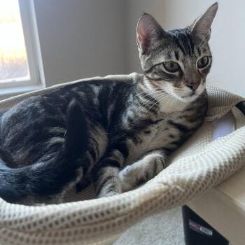 Domestic Short Hair Cats Available for Adoption - Oscar C67536 | PetCurious