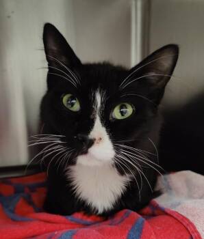 League -  Domestic Short Hair Cat for Adoption in Fruit Heights, Utah - League | PetCurious