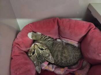 Harper -  Domestic Short Hair Cat for Adoption in Wyoming, Michigan - Harper | PetCurious