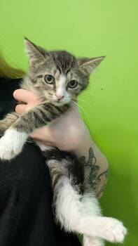 Gelato -  Domestic Short Hair Cat for Adoption in Delson, Quebec - Gelato | PetCurious