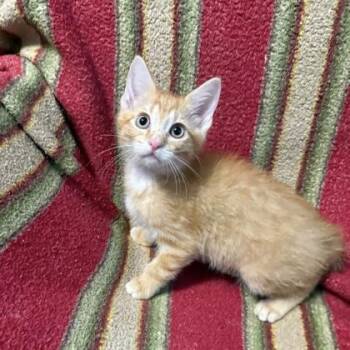 Cinnamon -  Domestic Short Hair Cat for Adoption in Janesville, Wisconsin - Cinnamon | PetCurious