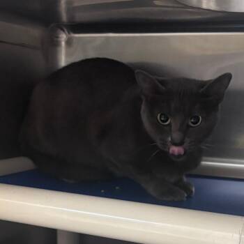 Emma -  Domestic Short Hair Cat for Adoption in Indianapolis, Indiana - Emma | PetCurious