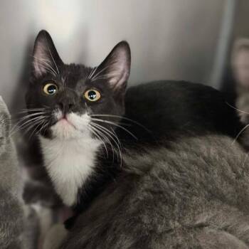 Brocade -  Domestic Short Hair Cat for Adoption in Martinsville, Virginia - Brocade | PetCurious