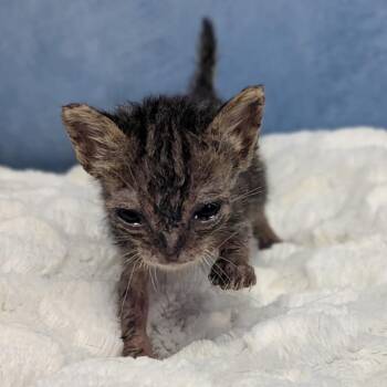 Stu -  Domestic Long Hair Cat for Adoption in Buchanan Dam, Texas - Stu | PetCurious
