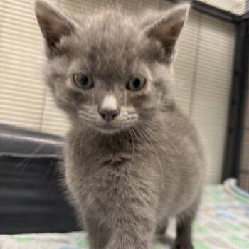 Duude -  Domestic Medium Hair Cat for Adoption in Birmingham, Alabama - Duude | PetCurious