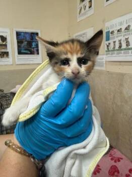 Soup -  Domestic Short Hair Cat for Adoption in Honolulu, Hawaii - Soup | PetCurious
