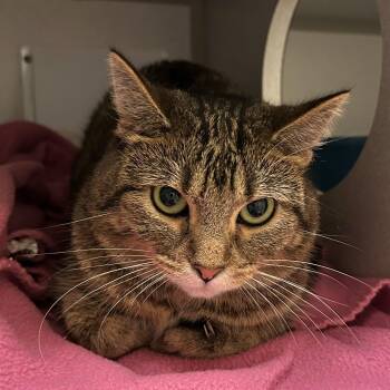Dory -  Domestic Short Hair Cat for Adoption in Mason City, Iowa - Dory | PetCurious