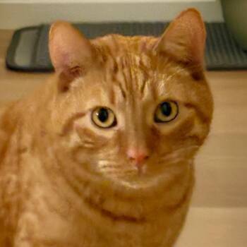 Domestic Short Hair Cats Available for Adoption - Garfield | PetCurious