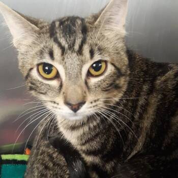 Domestic Short Hair Cats Available for Adoption in Spokane, Washington - Milo | PetCurious