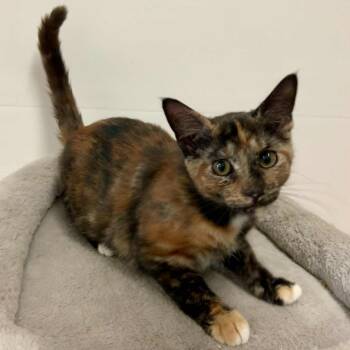 Rescue Tortoiseshell Cats for Adoption in Rushville, Illinois - Mozzie | PetCurious