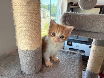 St Thomas -  Domestic Short Hair Cat for Adoption in Raleigh, North Carolina - St Thomas | PetCurious