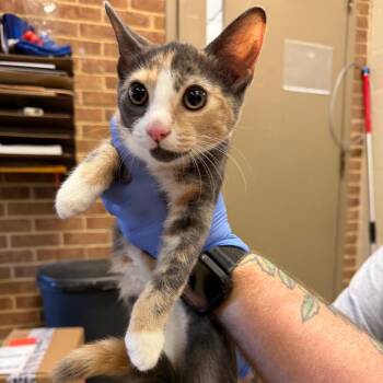 Clarissa -  Domestic Short Hair Cat for Adoption in Birmingham, Alabama - Clarissa | PetCurious